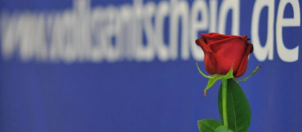 ueberuns Die Rose für die direkte Demokratie